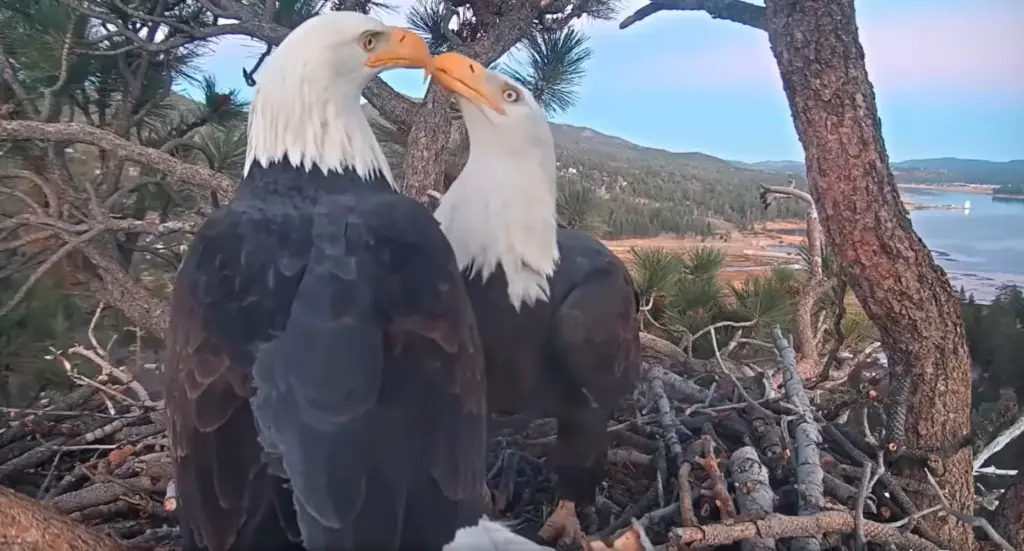 Jackie and Shadow spend time in their nest as seen...