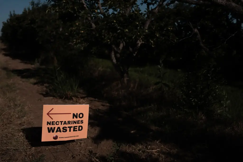 A sign directs people to a free nectarine giveaway at...