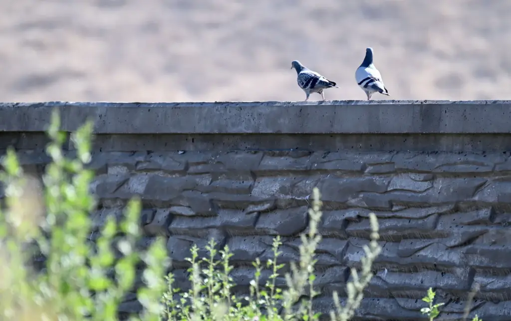Birds walk along a sound wall on the Annenberg Wildlife...