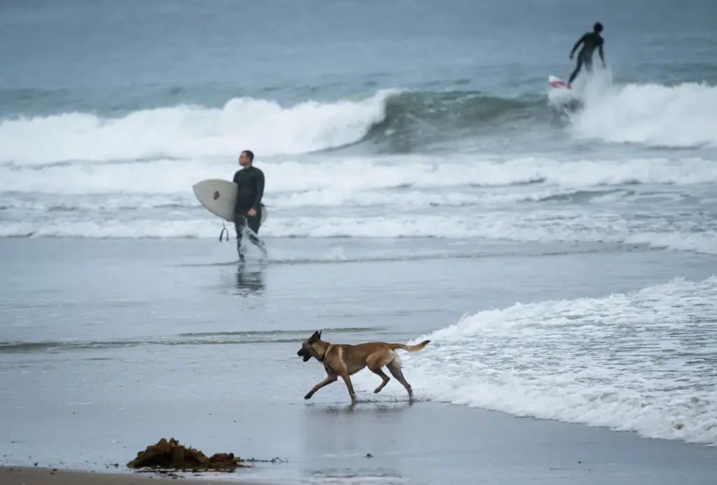 A dog runs in the surf near the pier in...