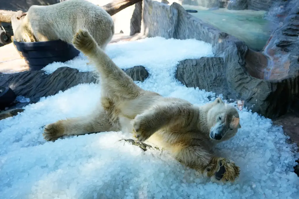 Polar bears cool down on a pile of ice that...