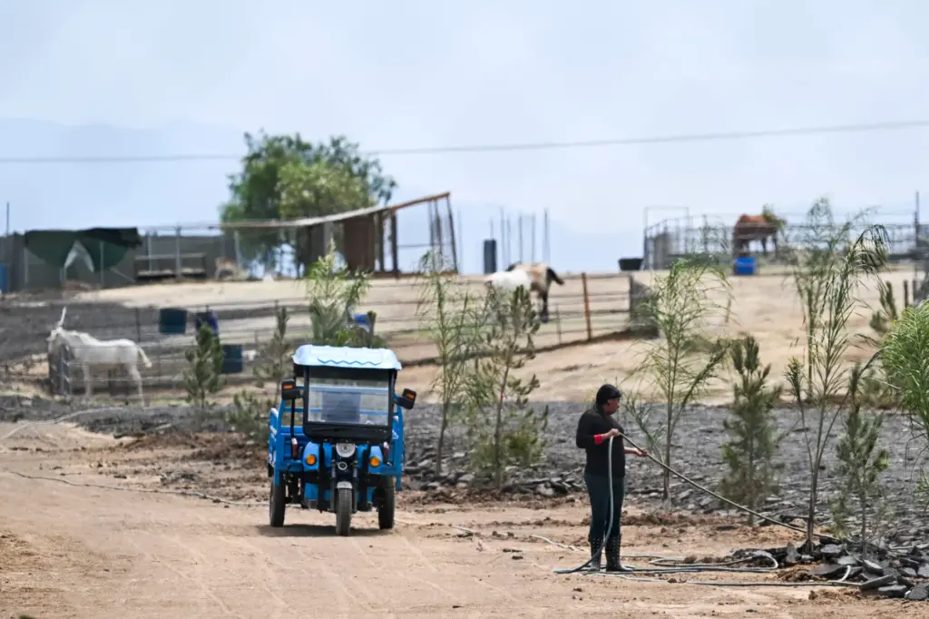 A ranch hand waters plants at Shahnawaz Ranch in Perris...