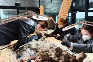 2,000 volunteers join a painstaking effort to restore massive skeleton of prehistoric predator
