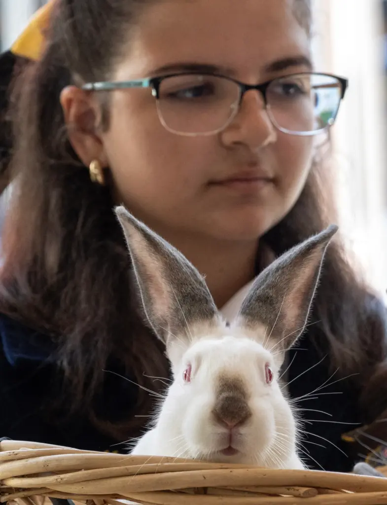 Alya Mraish holds a basket of bunnies for her friend...