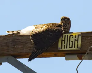 Cooper’s hawks are abundant in Southern California, but that wasn’t always the case