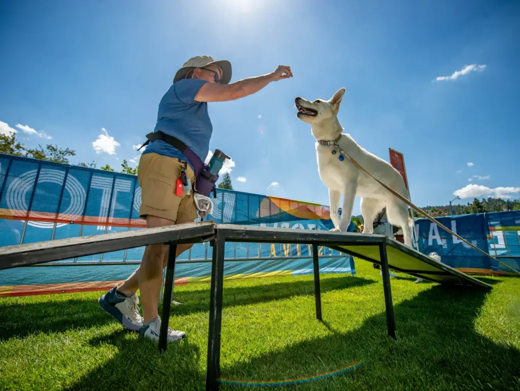 German Shepard mix, Banana, trains on the agility course with...