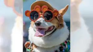 Puptopia brings thousands of dogs to Big Bear Lake