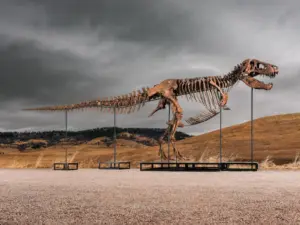 Mystery winner buys T. rex nicknamed ‘Gus’ for a record $50 million at auction