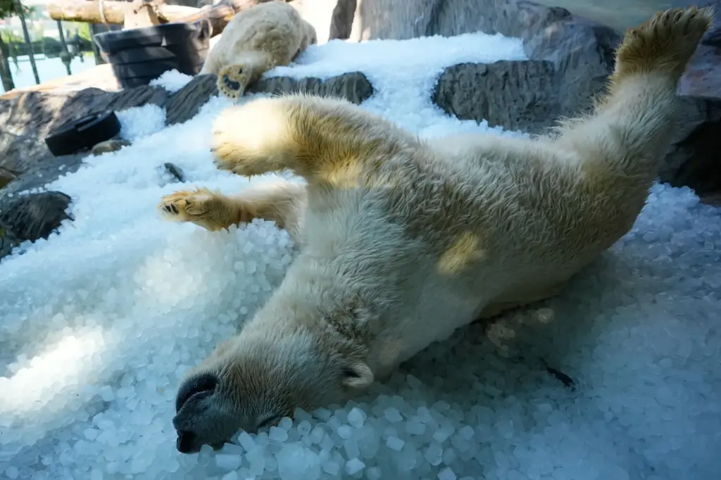Polar bears cool down on a pile of ice that...