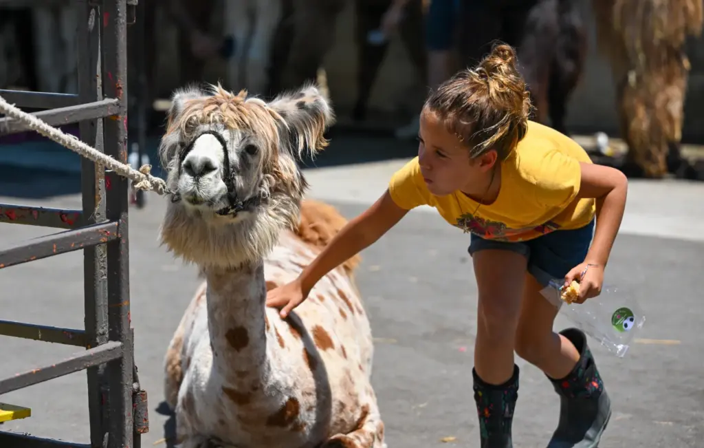 Sharlotte Myers pets Opie, a llama during opening day at...