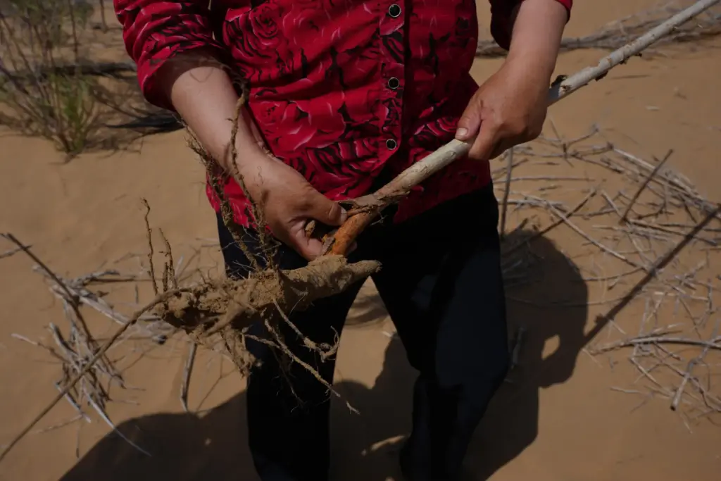 Yin Yuzhen, a sand-control worker, holds up a plant that...