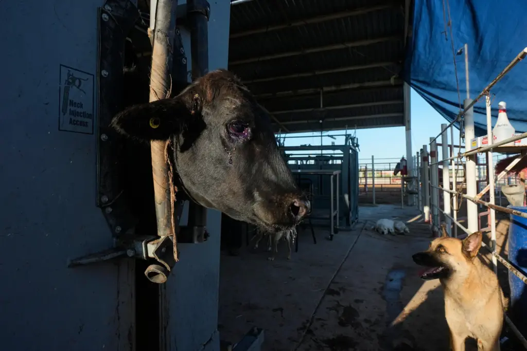 A herding dog waits as a calf is treated during...