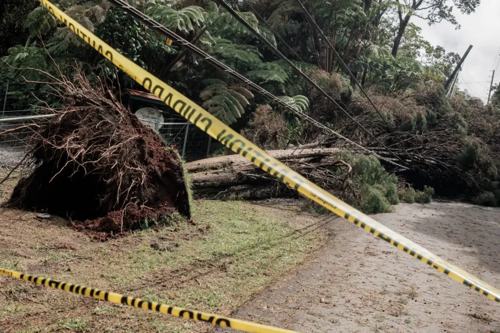 Caution tape is seen in front of a downed tree...