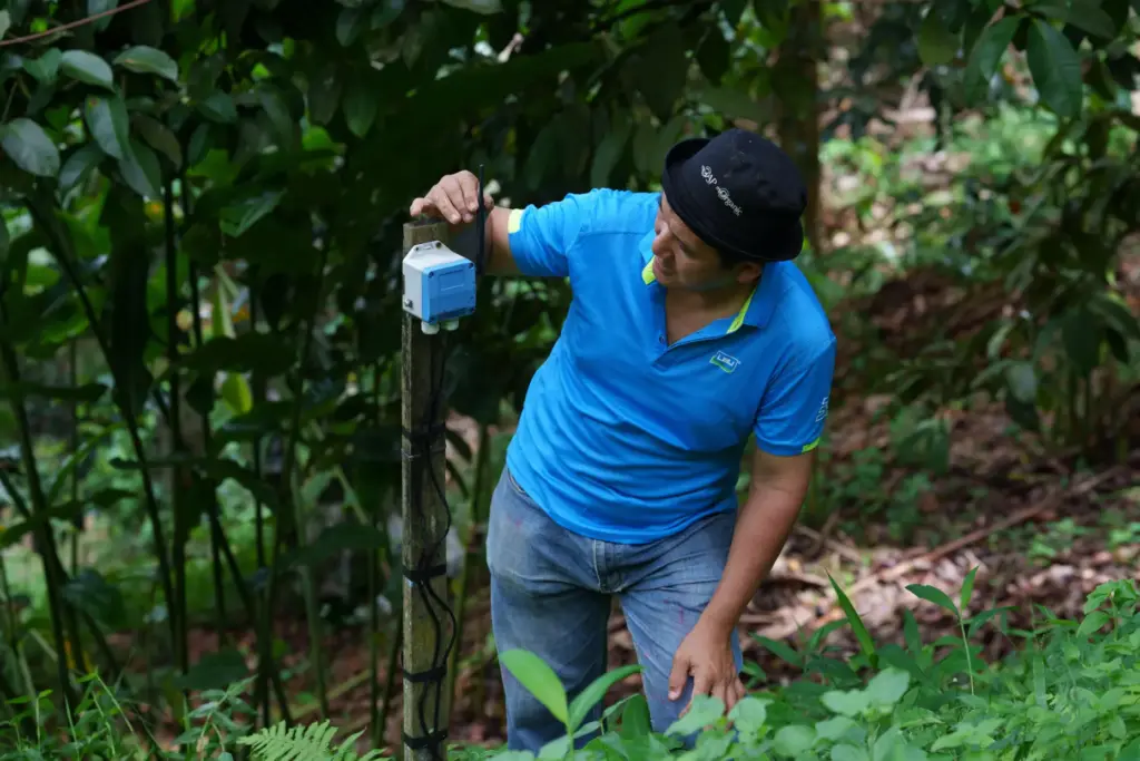 Durian farmer Kie Kim Hwa sets up a weather and climate sensor station at his orchard.