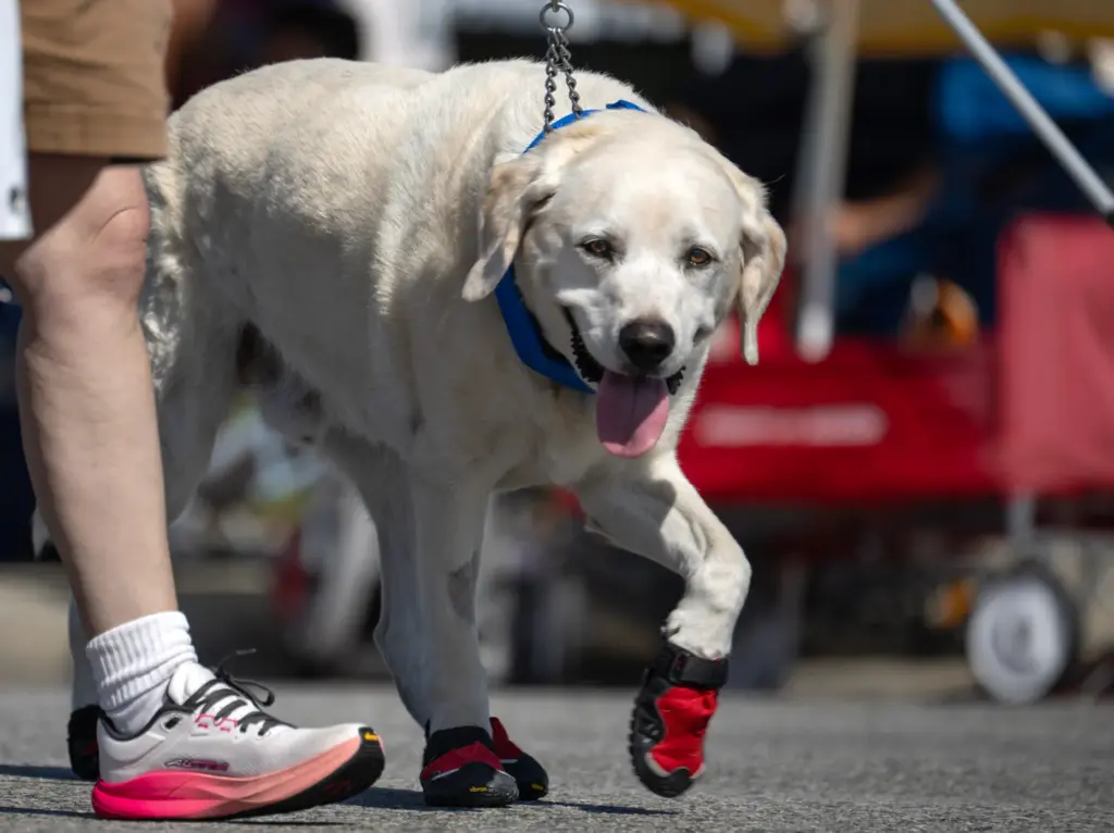Traveler, a retired guide dog, walks in the La Habra...