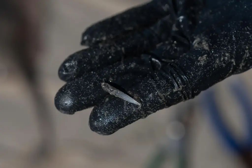 A researcher shows a barb clipped from a stingray in...