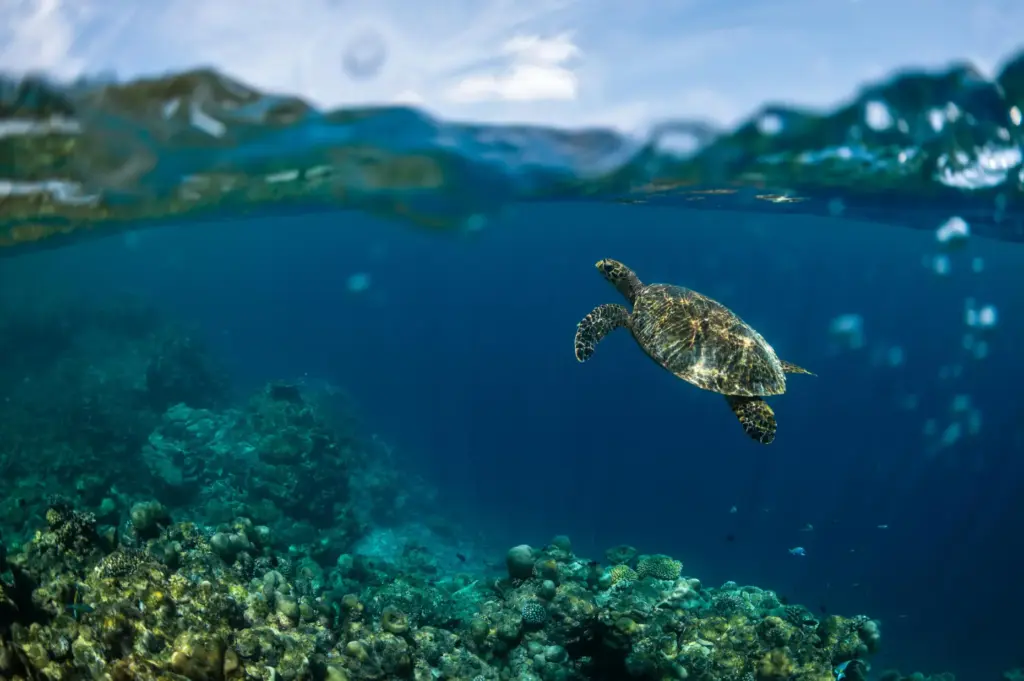 A hawksbill turtle swims at Addu Nature Park, a protected...