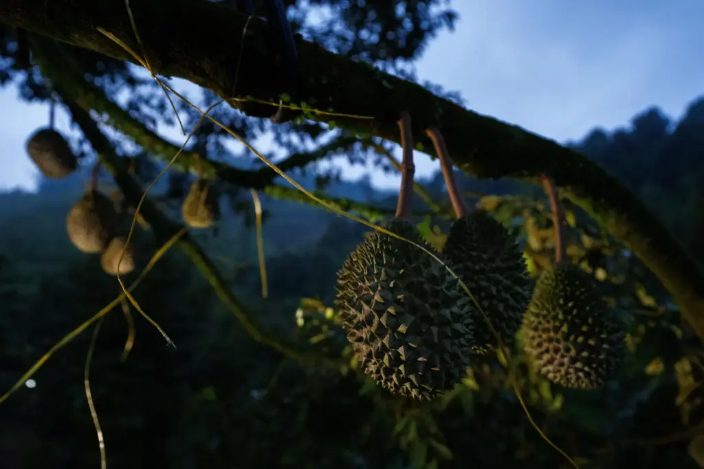 Durians hang from a tree at an orchard in Karak, Pahang state, Malaysia.