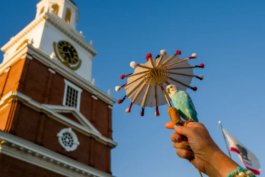 A bird named Beachy has itâs own patriotic umbrella to...