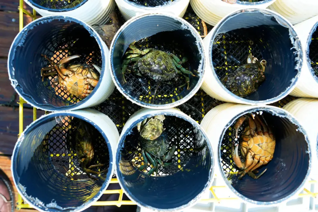 Green crabs are segregated into “crab condos” before harvesting Thursday,...