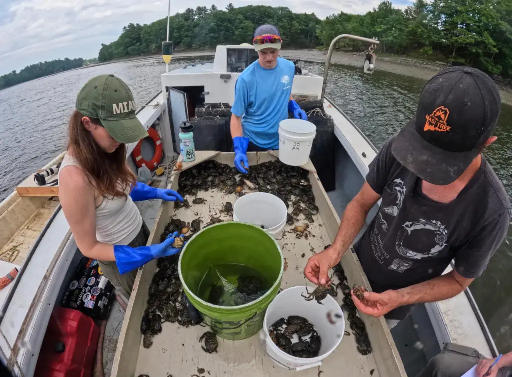 Interns Grace Welles, left, and Jackson Martine, center, sort green...