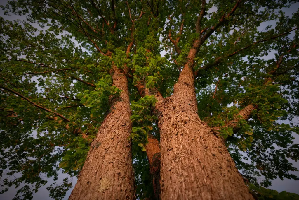 An American elm tree spreads its limbs in Portland, Maine.