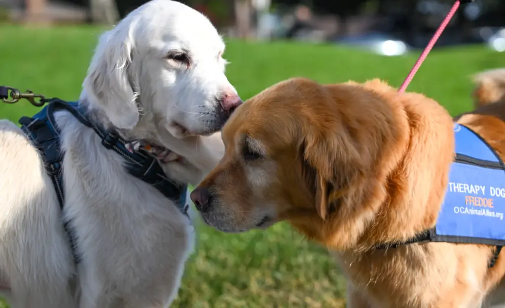 Chrissy, a 10-year-old white Golden Retriever, left, and Freddie, a...