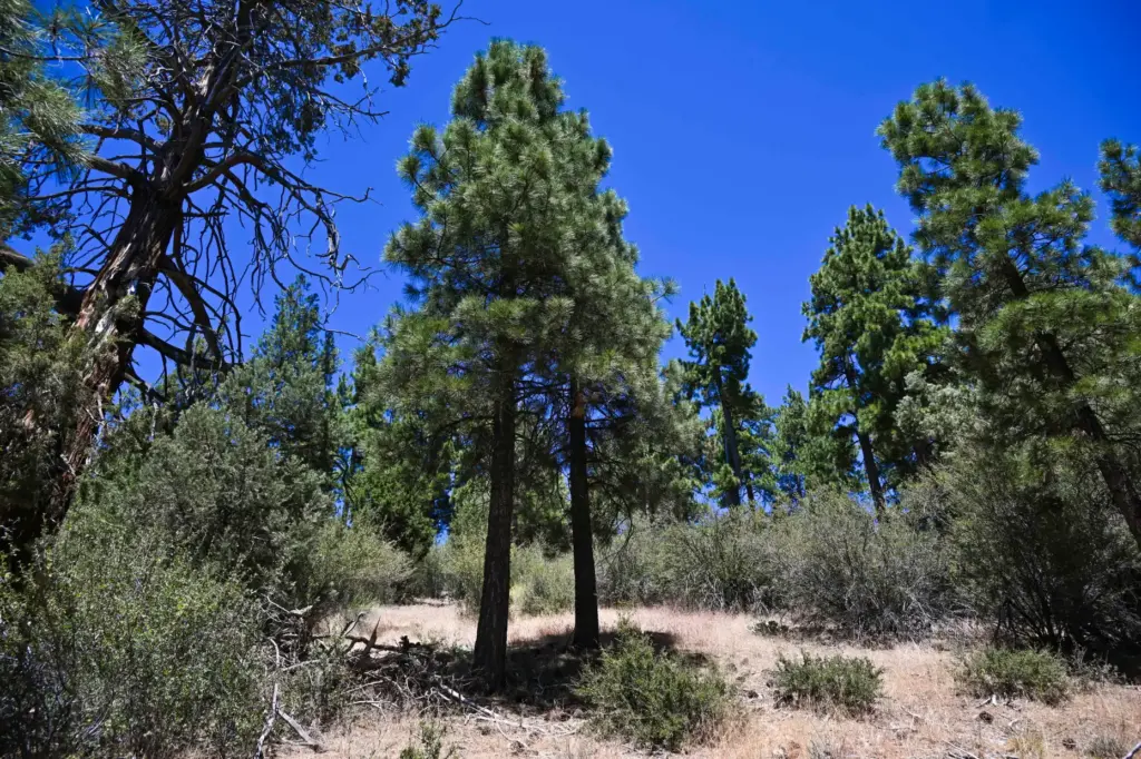 The recently acquired 63-acre Moon Camp property, purchased for $10...