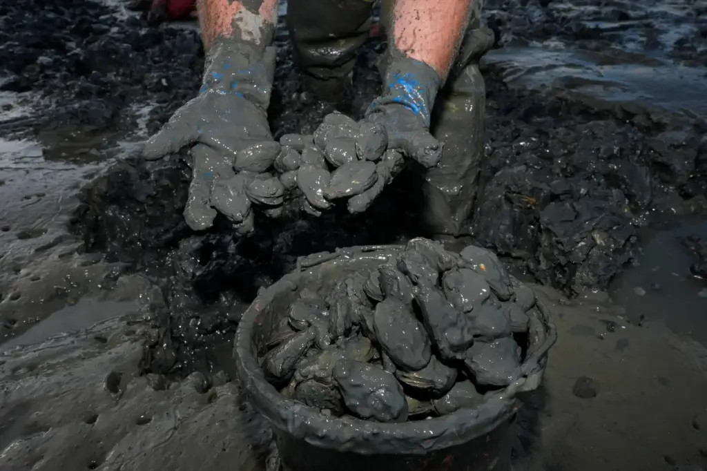 Chad Coffin harvests clams on the Harraseeket River, Tuesday, June...