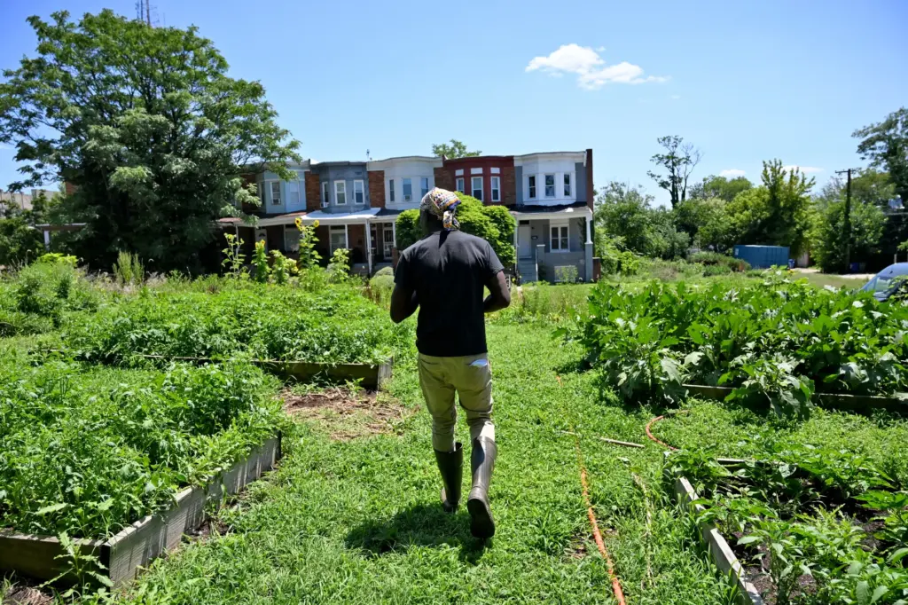 Richard âFarmer Chippyâ Francis, founder of Plantation Park Heights Urban Farm, walks among the plantings.