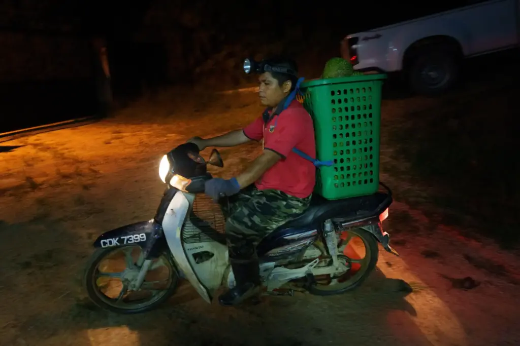 A worker transports freshly harvested durians on a motorcycle.