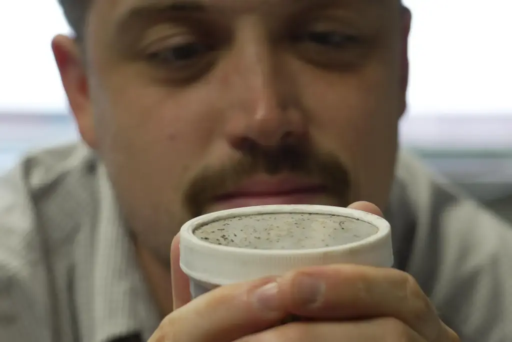 The mouth parts of hungry bedbugs protrude from a vented jar lid.
