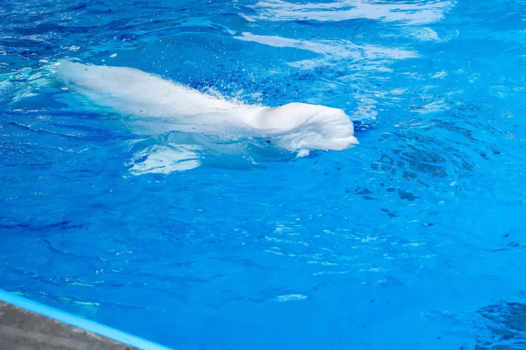 Rescued beluga whale swims around at SeaWorld San Diego. (Courtesy...