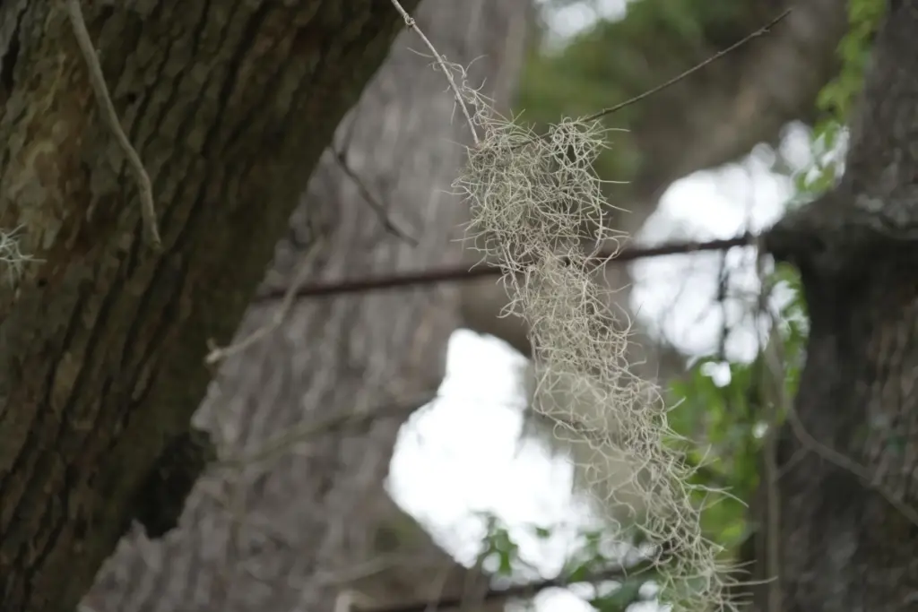 Spanish moss sways among the steel cables of the tree.