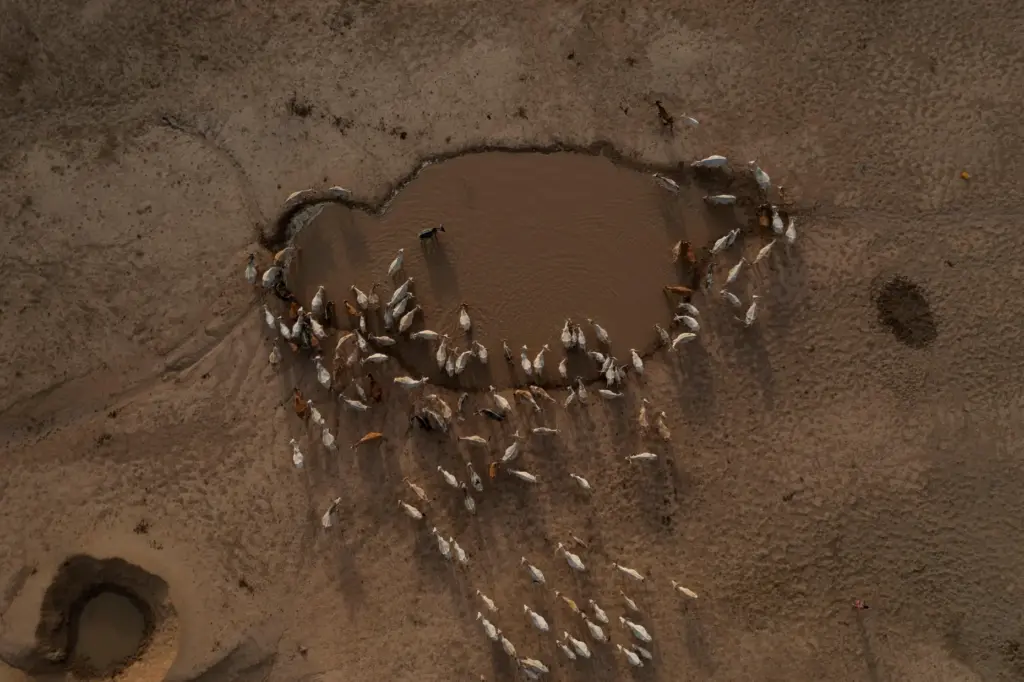 Cows drink the remaining water from a small pond in Anndiare, Senegal.