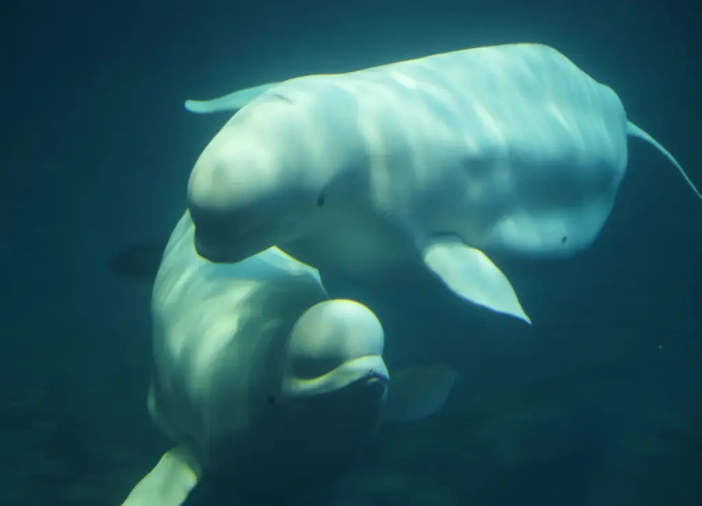 Two of four beluga whales relocated from a facility in...