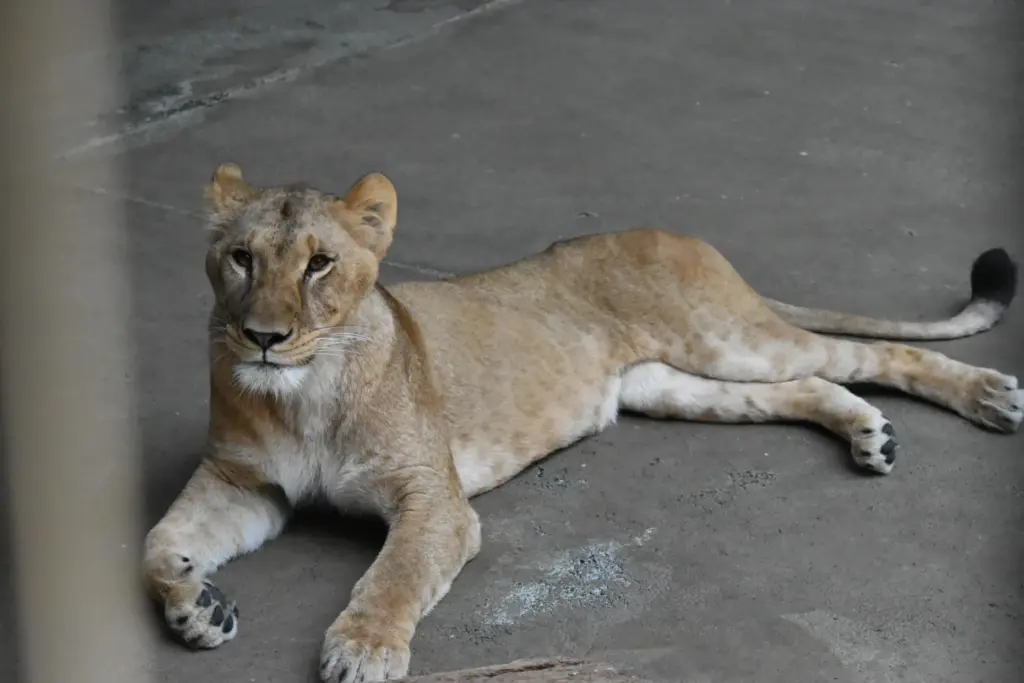 Lion 