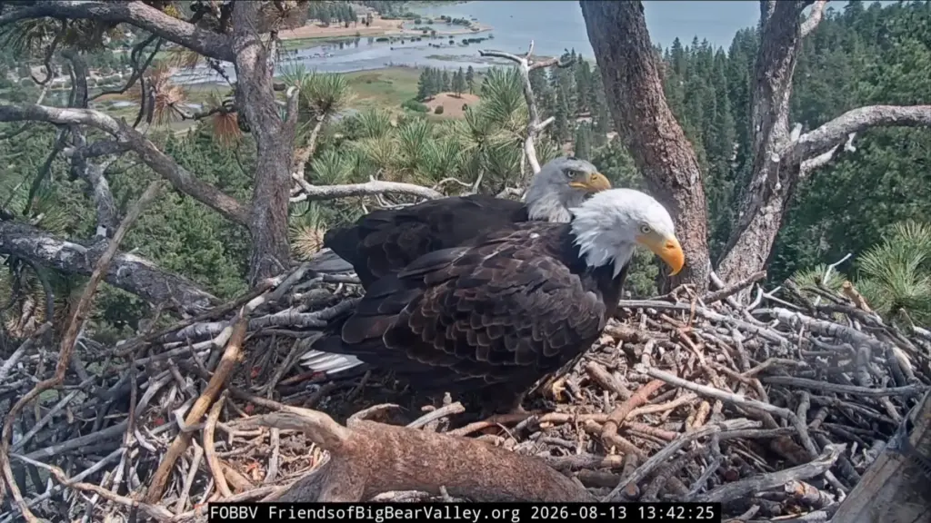 Bald eagles Shadow and KD1 nest together Thursday, Aug. 13,...