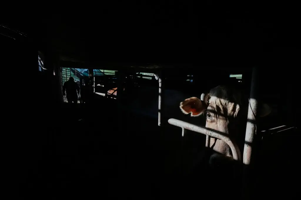 A cow stands in a milking stall at a dairy...