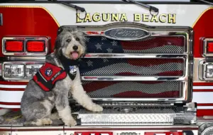 Officials say Oro, a trauma support dog for Laguna Beach Fire, is the future of addressing mental health needs