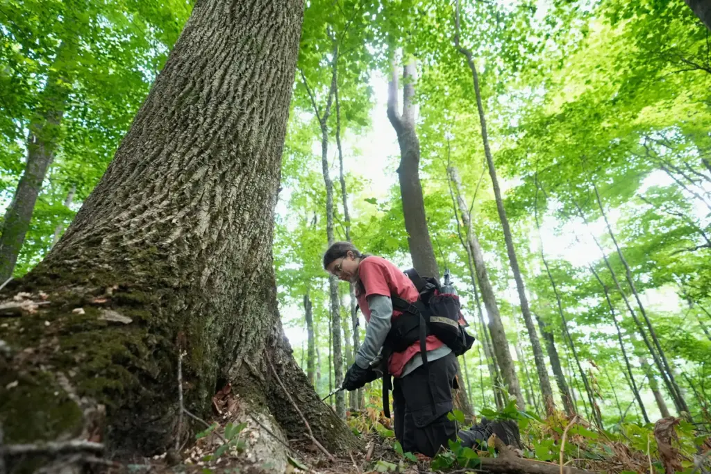 Emily Powell, with the Appalachian Trail Conservancy, inoculates an ash tree.