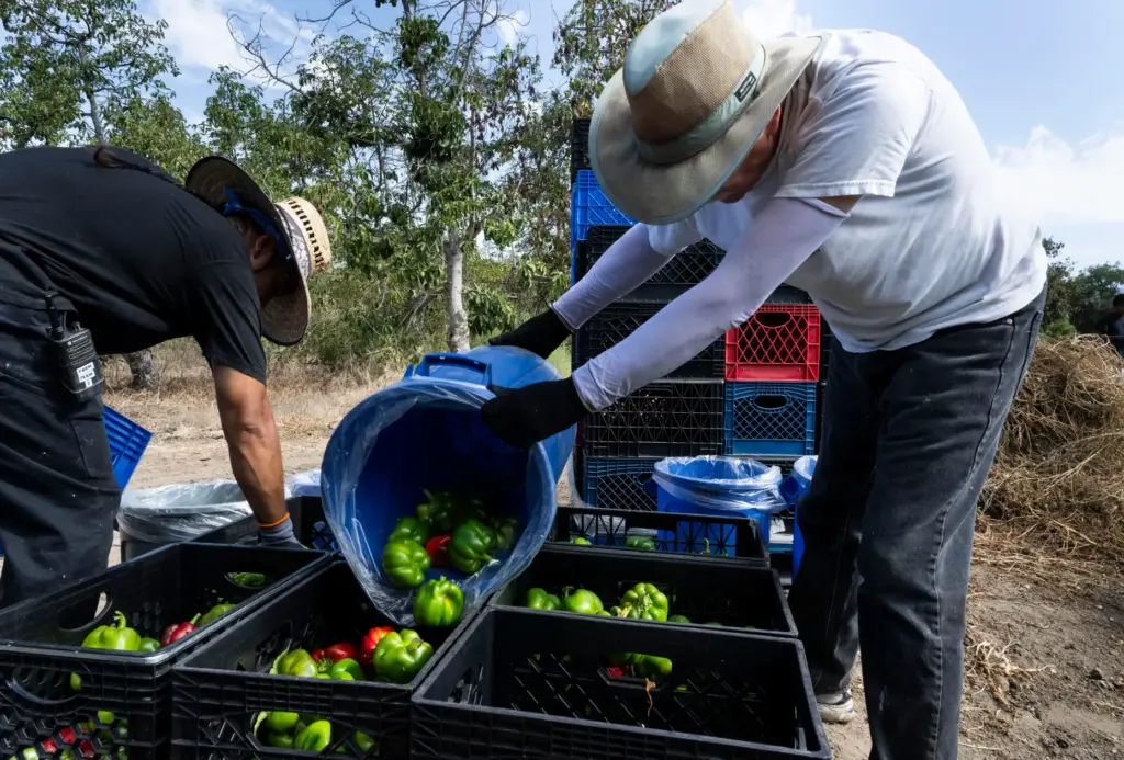 Workers sort bell peppers at the Harvest Solutions Farm in...