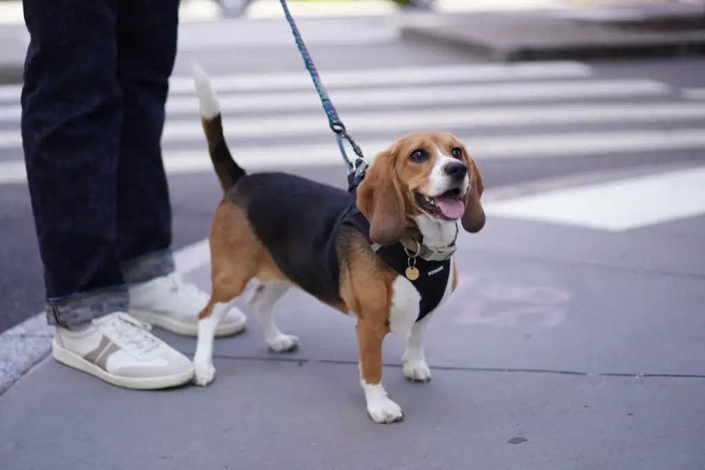 Bailey, a gene-edited hypoallergenic beagle, poses for a photo.