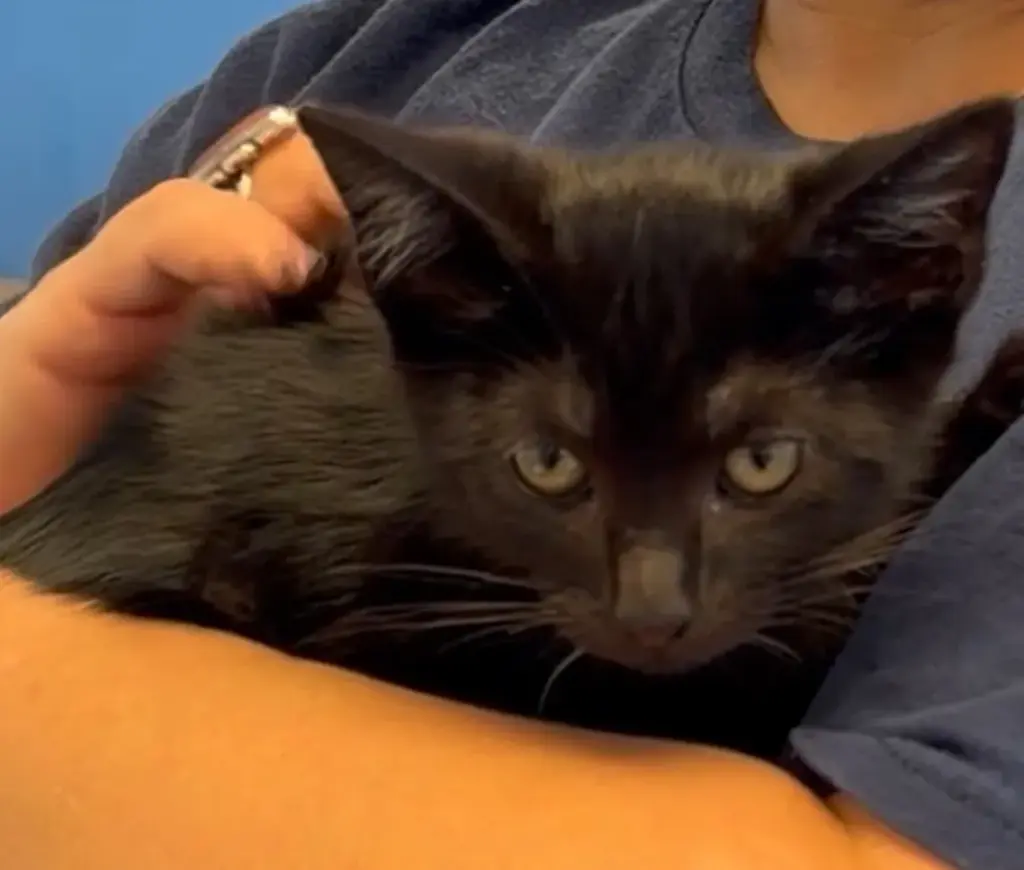 Stormy cuddles with one of her caregivers. After weeks in...