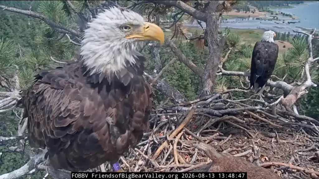 Bald eagles Shadow and KD1 nest together Thursday, Aug. 13,...