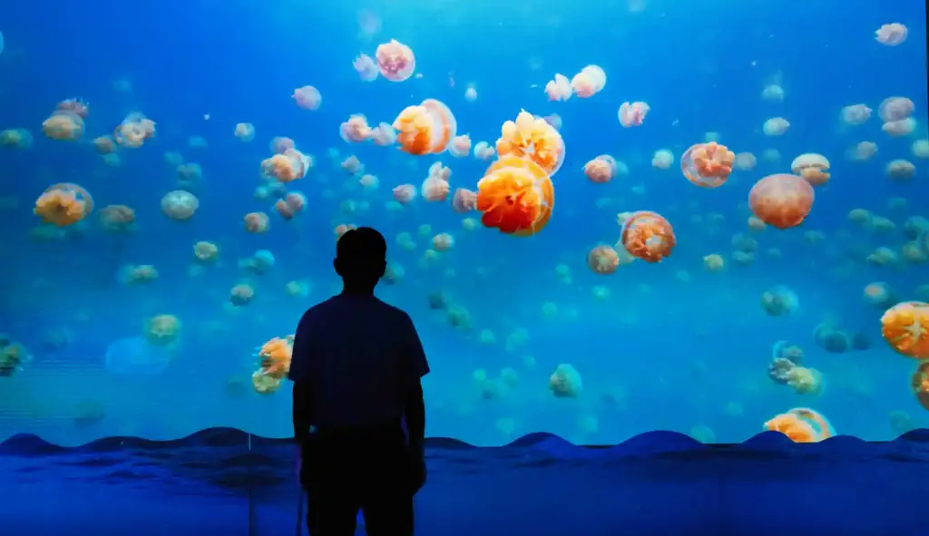 The Ocean Encounter exhibit celebrates Shark Week at Discovery Cube...