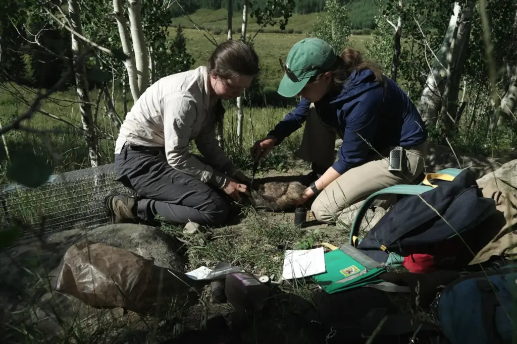Researchers mark a marmot with dye for identification Friday, Aug....