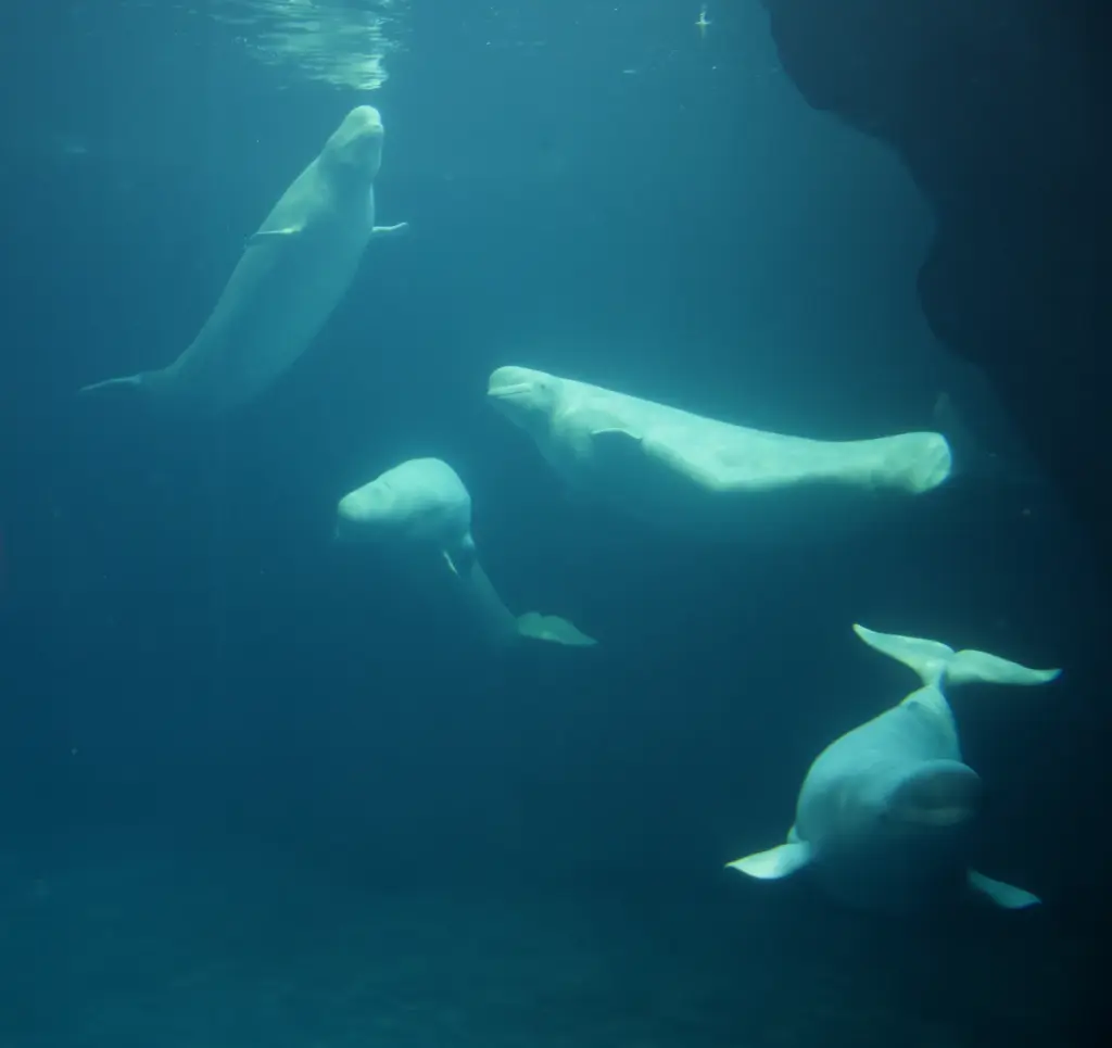 Four beluga whales relocated from a facility in Canada swim...