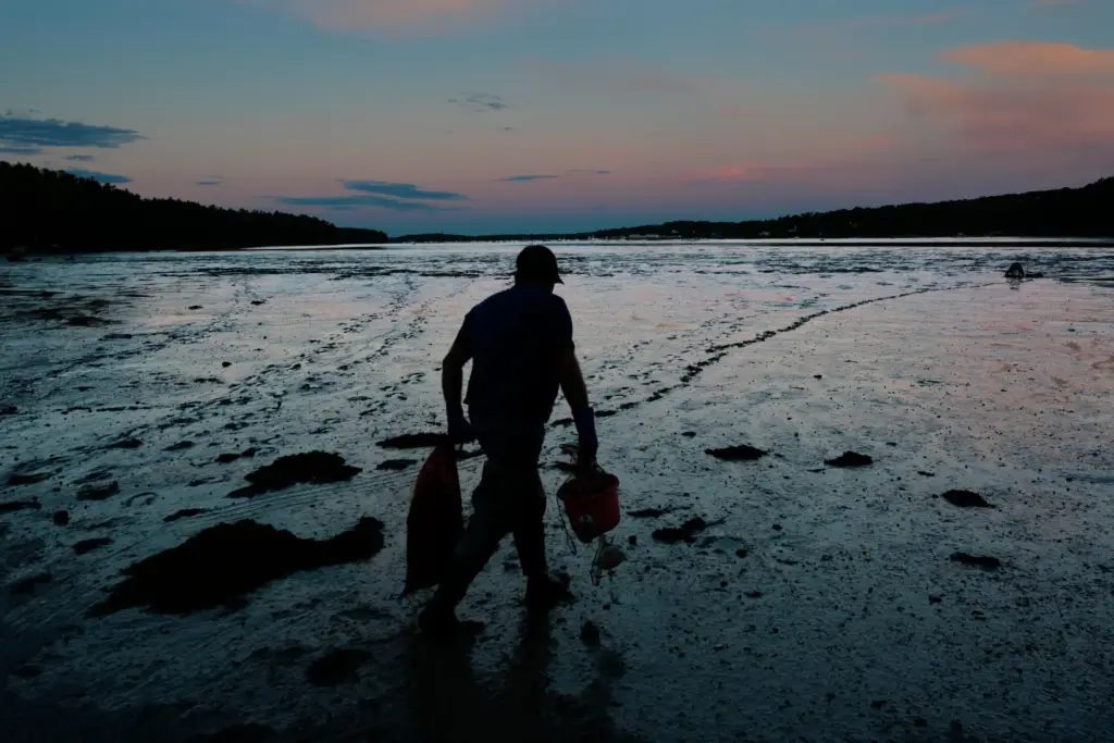 Clam digger Chad Coffin heads out onto a mudflat at...
