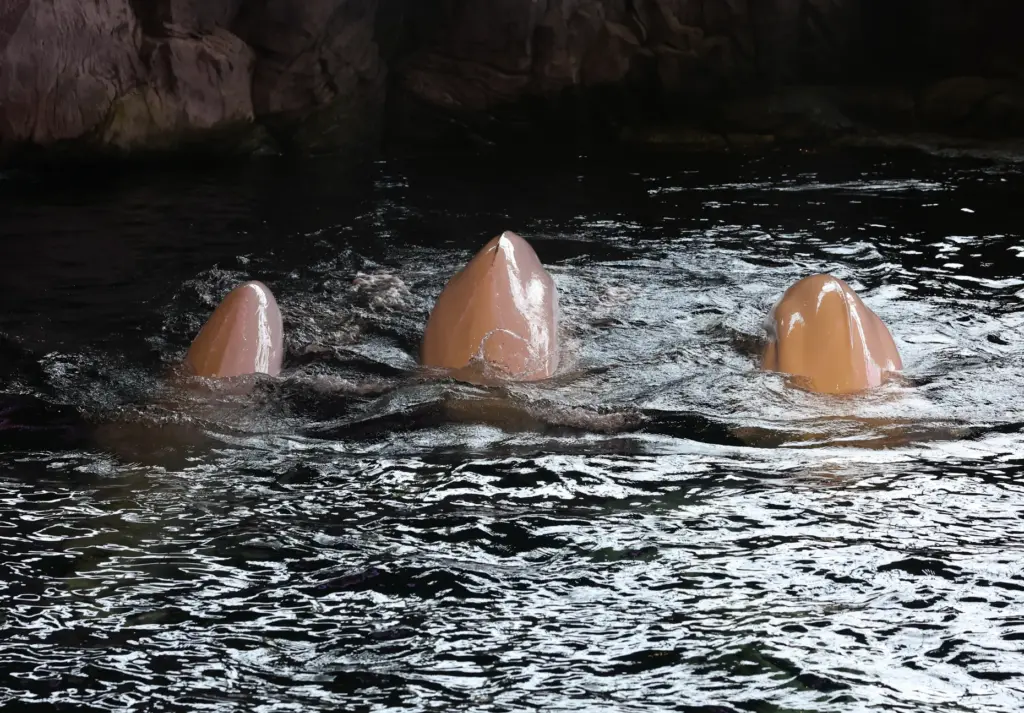 Three of four beluga whales relocated from a facility in...